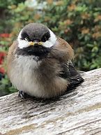 Image result for Baby Black-capped Chickadee