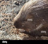 Image result for Porcupine in Italy