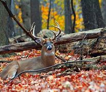Image result for Deer Hunting Screensavers