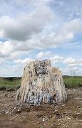 Image result for Petrified Tree Stump