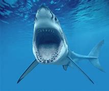 Image result for CC Great Whites