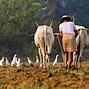 Image result for Farmer On-Field
