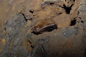 Image result for Old Hickory Bats