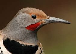 Image result for Colaptes auratus
