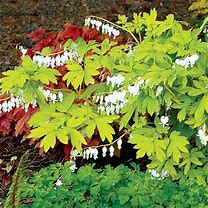 Image result for Dicentra spectabilis White Gold