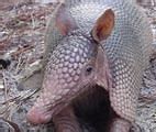 Image result for Armadillo Tattoo