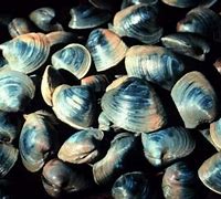 Image result for Car Too Ocean Quahog