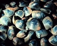 Image result for Sea Quahog