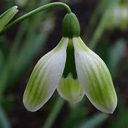 Image result for Galanthus Ruslans PP-R-14-8431