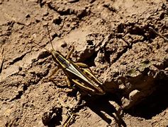 Image result for Be the Mormon Cricket Quotes