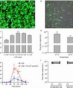 Image result for Phoenix ECO Cells