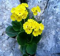 Image result for Primula auricula Raleigh Stripe
