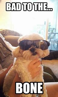 Image result for Bad to the Bone Smiling Dog Meme