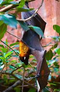Image result for Megabat Fruit Bat