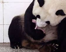 Image result for Labor Day Panda