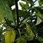 Image result for Aucuba japonica Crotonifolia