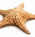 Image result for Starfish Underwater