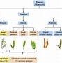 Image result for Wheat Allergy