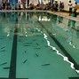 Image result for Fish Swimming Pool