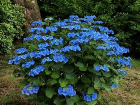 Image result for Hydrangea macrophylla Taube