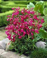 Image result for Penstemon Garnet (Andenken an F.H.)