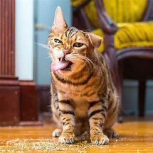 Image result for Cat Mood Swings