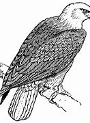 Image result for Printable Eagle Pictures
