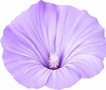 Image result for Purple Violet Flower PNG