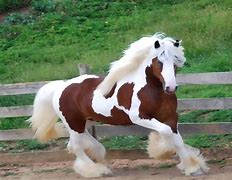 Image result for Gypsy Horse Background