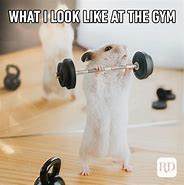 Image result for Mouse Funny Animal Memes