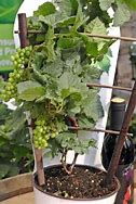 Image result for Growing Grapes in Pots