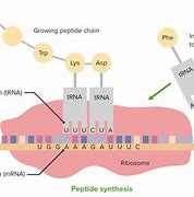 Image result for Difference Between mRNA and tRNA