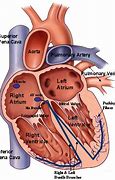 Image result for Normal Anatomy of Heart