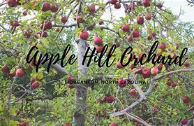 Image result for Apple Hill Mother Lode Orchards