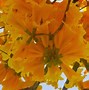 Image result for Yellow Blooming Trees VA