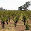 Image result for Bokisch Graciano