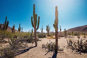 Image result for Mexican Desert Cactus