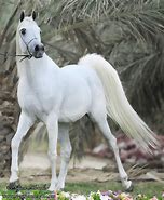 Image result for Arabian Horse Beauty