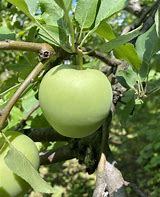 Image result for Cith Lodh Apple Variety