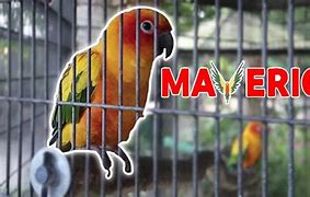 Image result for Maverick the Parrot
