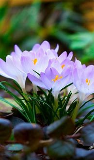 Image result for Spring Flowers Phone Background