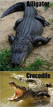 Image result for Alligator and Crocodile Similarities