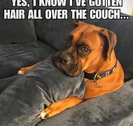 Image result for Hilarious Animal Memes Clean