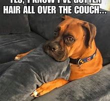 Image result for Images Show Me Funny Clean Animal Memes