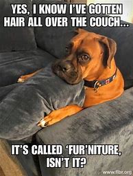 Image result for Animal Jokes Clean