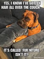 Image result for Clean Funny Memes 2020 Dogs