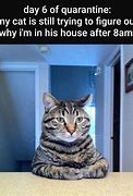 Image result for Really Funny Cat Memes