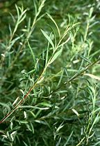 Image result for Salix elaeagnos Angustifolia