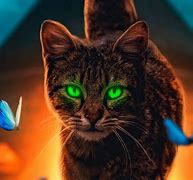 Image result for Trippy Cat High Wallpaper