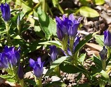 Image result for Gentiana Shine Blue